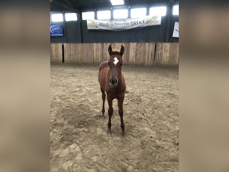 Arabian horses Mare 1 year 15,1 hh Chestnut-Red in Arenrath