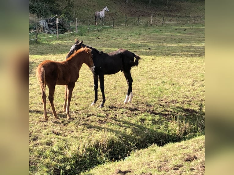 Arabian horses Mare 1 year 15,1 hh Chestnut-Red in Arenrath