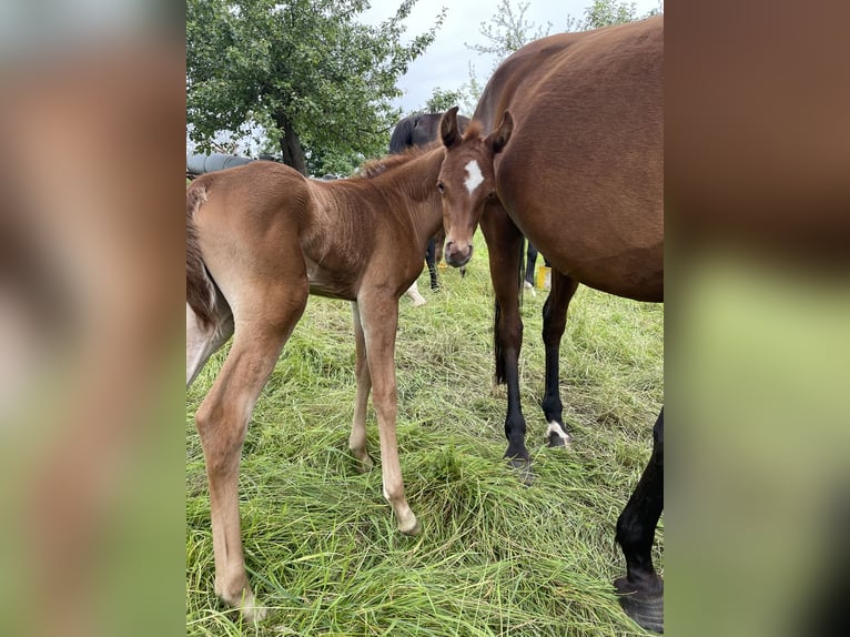 Arabian horses Mare 1 year 15,1 hh Chestnut-Red in Arenrath