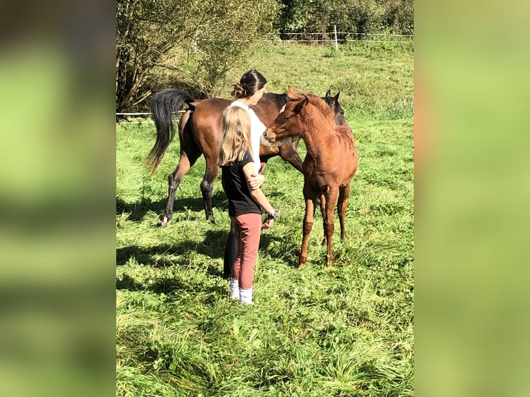 Arabian horses Mare 1 year 15,1 hh Chestnut-Red in Arenrath