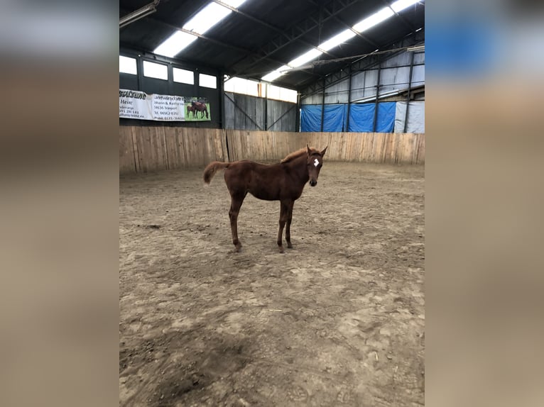 Arabian horses Mare 1 year 15,1 hh Chestnut-Red in Arenrath