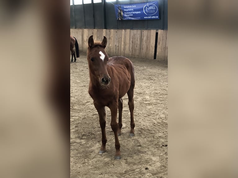 Arabian horses Mare 1 year 15,1 hh Chestnut-Red in Arenrath