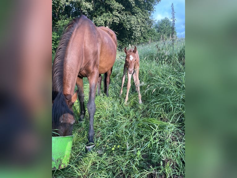 Arabian horses Mare 1 year 15,1 hh Chestnut-Red in Arenrath