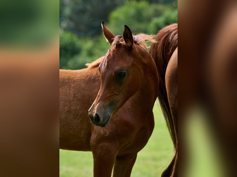 Arabian horses Mare 1 year 15,1 hh in Gemünden (Felda)