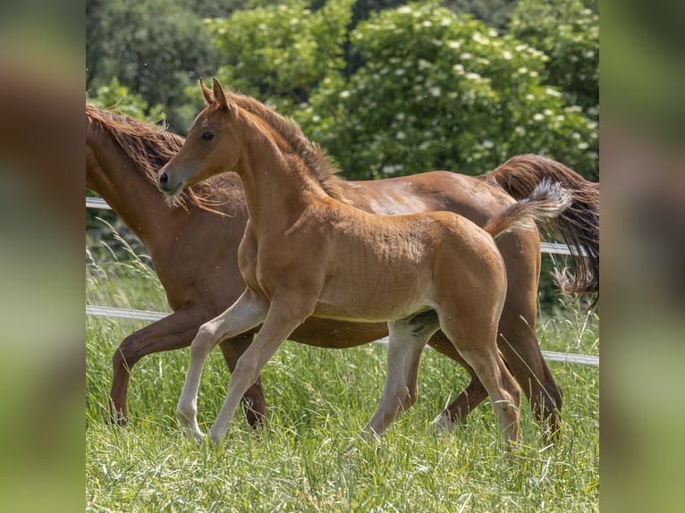 Arabian horses Mare 1 year 15,1 hh in Gemünden (Felda)