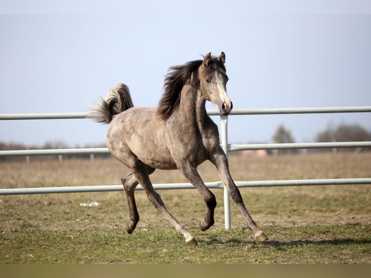 Arabian horses Mare 1 year 15.1 hh Grey in Strykow