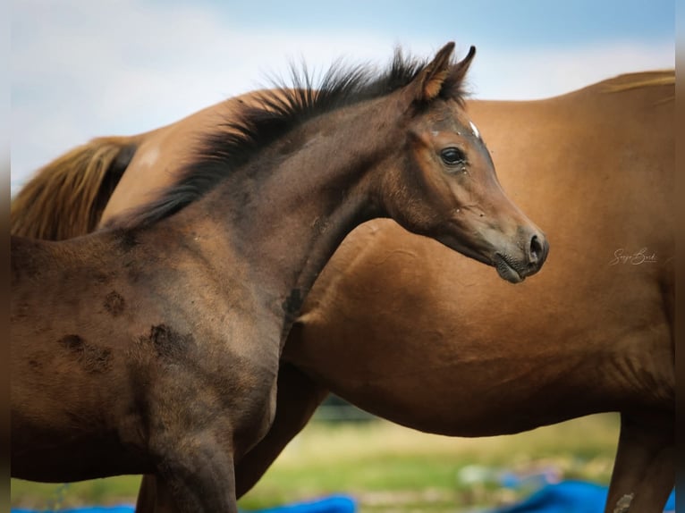 Arabian horses Mare 1 year 15 hh Bay-Dark in Olsbrücken