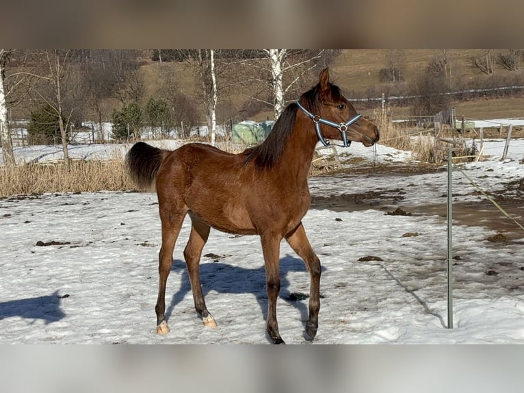 Arabian horses Mare 1 year 15 hh Bay-Dark in Stuhlfelden