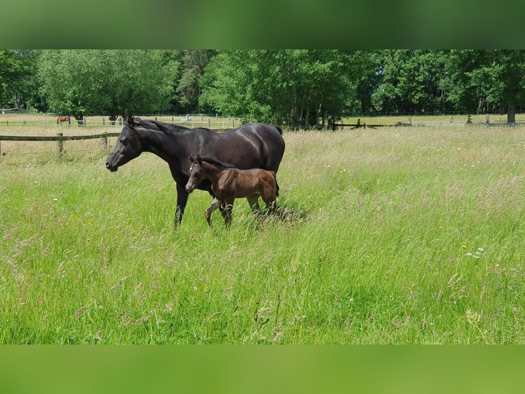 Arabian horses Mare 1 year 15 hh Black in Espelkamp