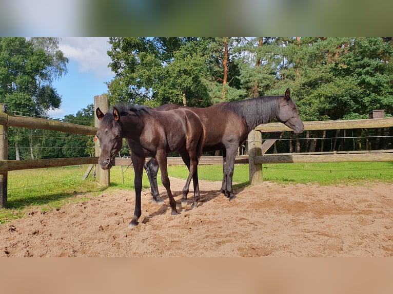 Arabian horses Mare 1 year 15 hh Black in Espelkamp