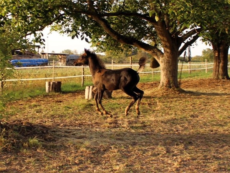 Arabian horses Mare 1 year 15 hh Black in Neuried