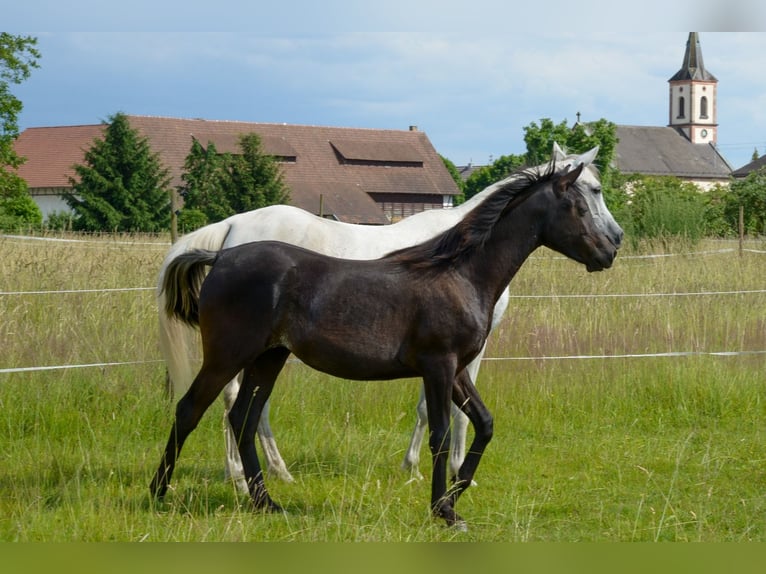 Arabian horses Mare 1 year 15 hh Black in Neuried