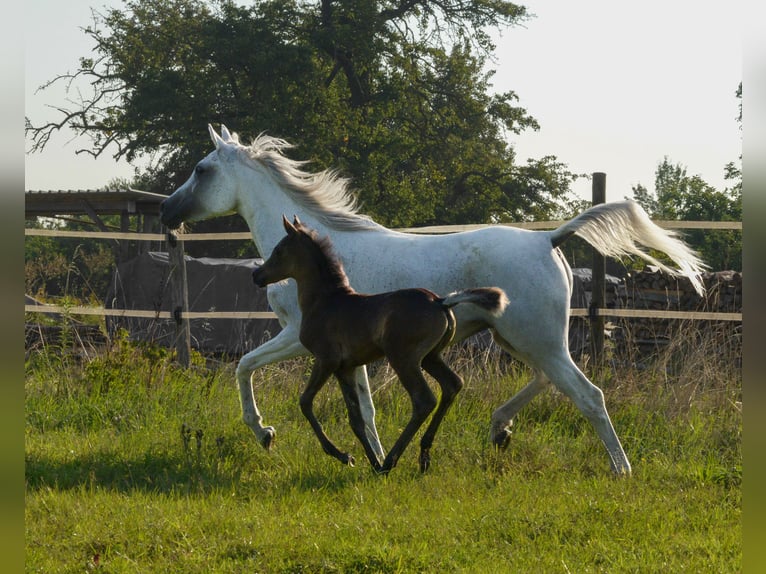 Arabian horses Mare 1 year 15 hh Black in Neuried