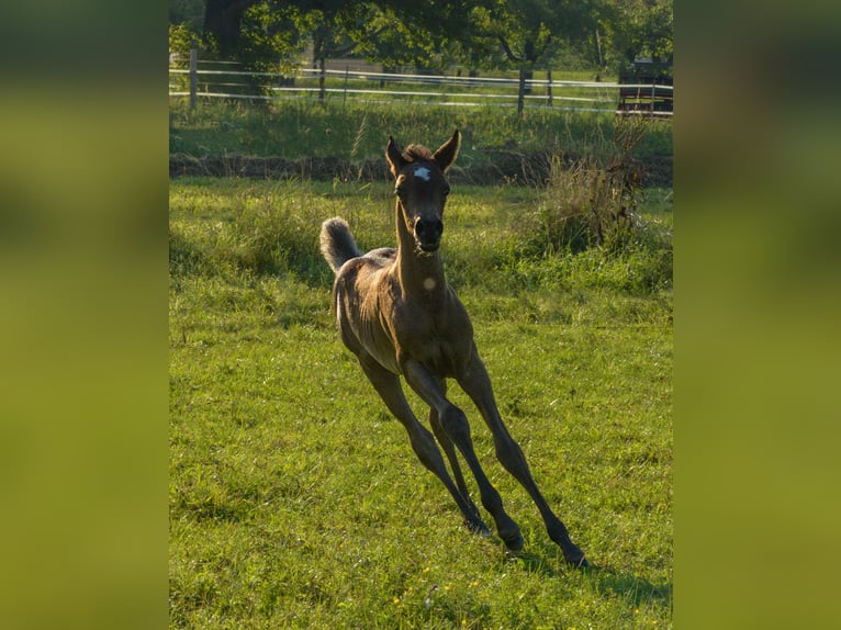 Arabian horses Mare 1 year 15 hh Black in Neuried