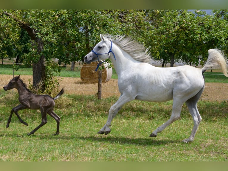 Arabian horses Mare 1 year 15 hh Black in Neuried