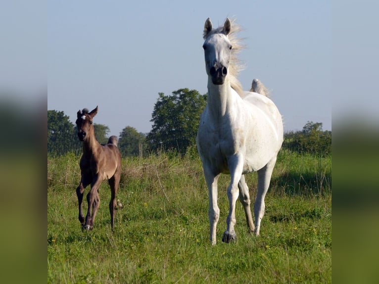 Arabian horses Mare 1 year 15 hh Black in Neuried