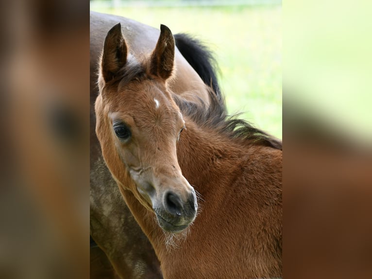 Arabian horses Mare 1 year 15 hh Brown in Reichshof