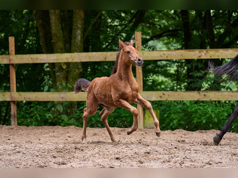 Arabian horses Mare 1 year 15 hh Brown in Reichshof