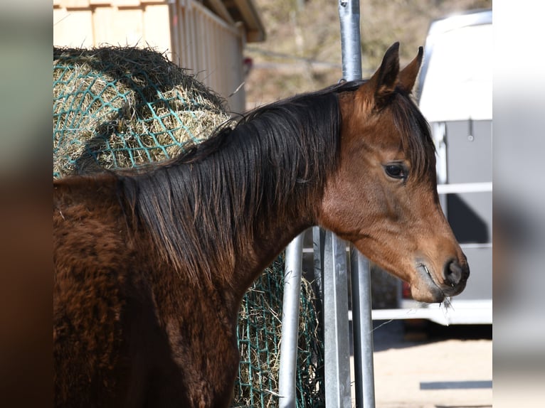 Arabian horses Mare 1 year 15 hh Brown in Reichshof