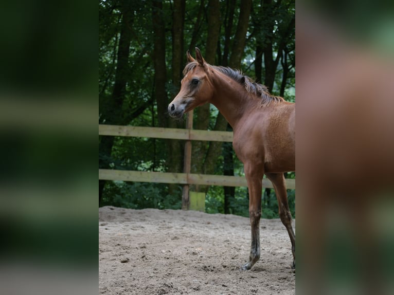 Arabian horses Mare 1 year 15 hh Brown in Reichshof