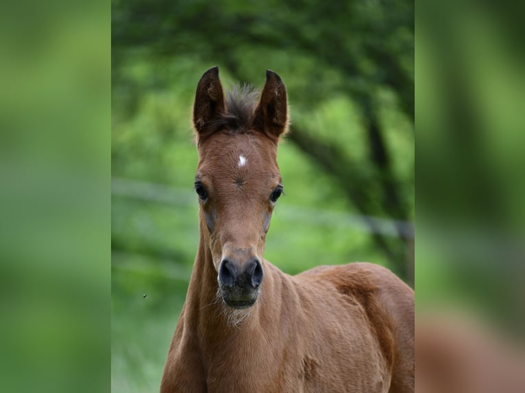 Arabian horses Mare 1 year 15 hh Brown in Reichshof