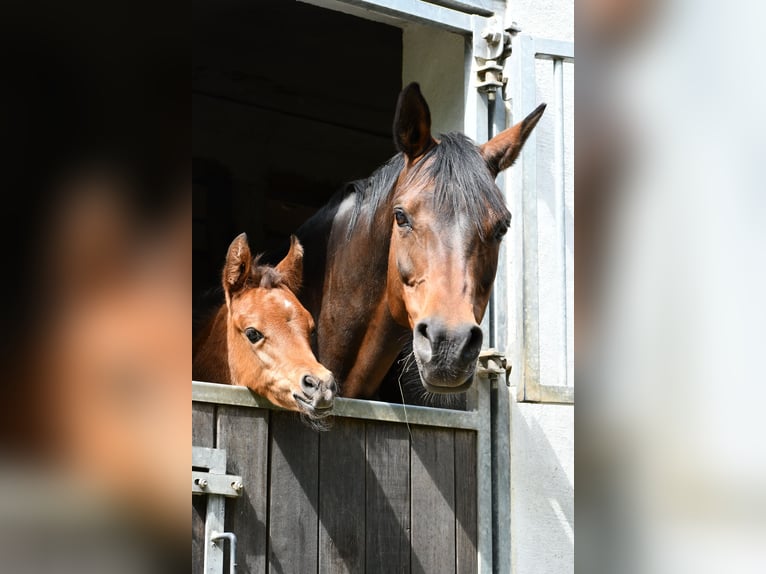 Arabian horses Mare 1 year 15 hh Brown in Reichshof