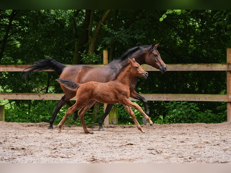 Arabian horses Mare 1 year 15 hh Brown in Reichshof