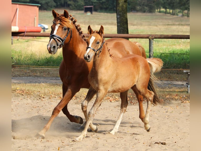 Arabian horses Mare 1 year 15 hh Chestnut-Red in Rietberg