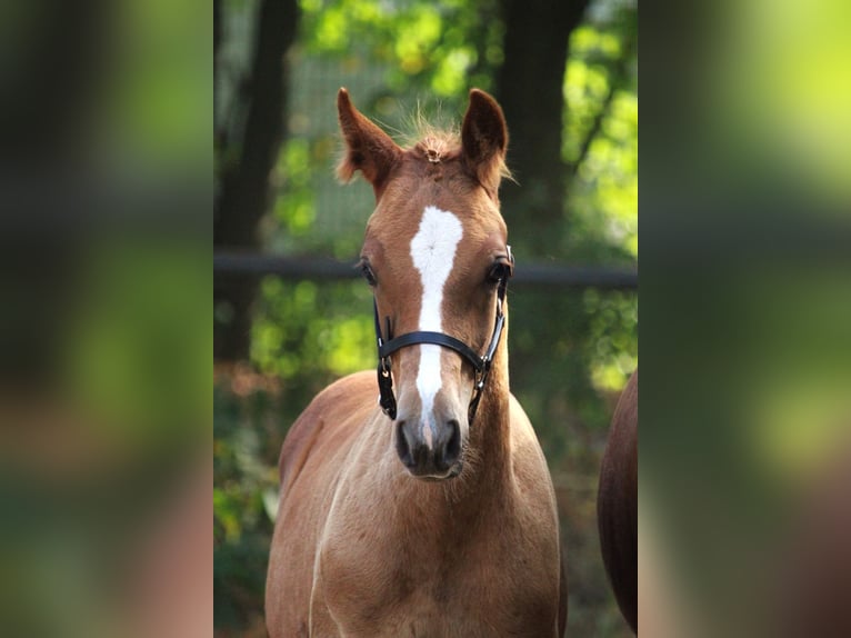 Arabian horses Mare 1 year 15 hh Chestnut-Red in Rietberg