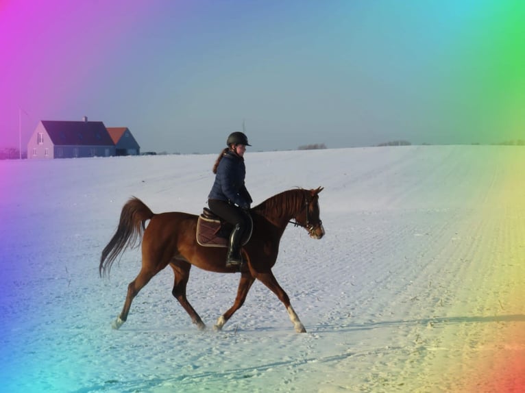 Arabian horses Mare 1 year 15 hh Chestnut-Red in Gemünden (Felda)