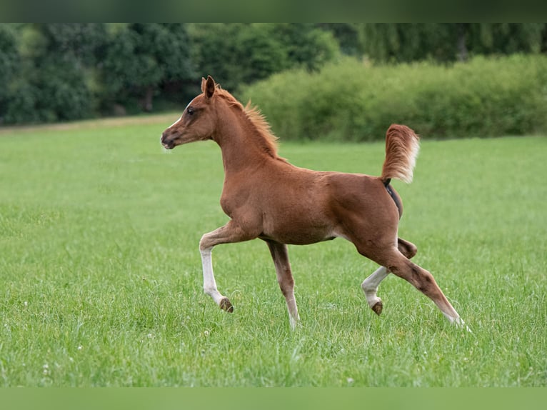 Arabian horses Mare 1 year 15 hh Chestnut-Red in Gemünden (Felda)