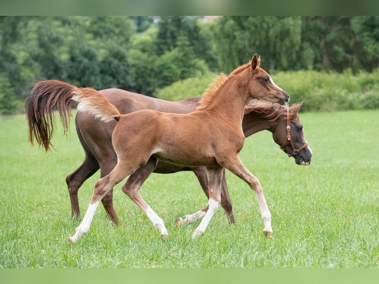 Arabian horses Mare 1 year 15 hh Chestnut-Red in Gemünden (Felda)