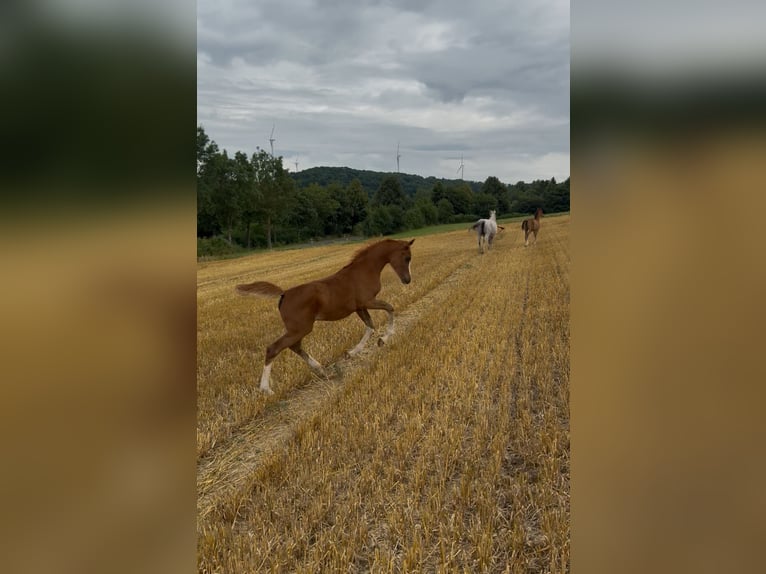 Arabian horses Mare 1 year 15 hh Chestnut-Red in Gemünden (Felda)