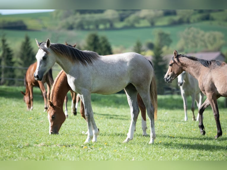 Arabian horses Mare 1 year 15 hh Grey in Gemünden (Felda)