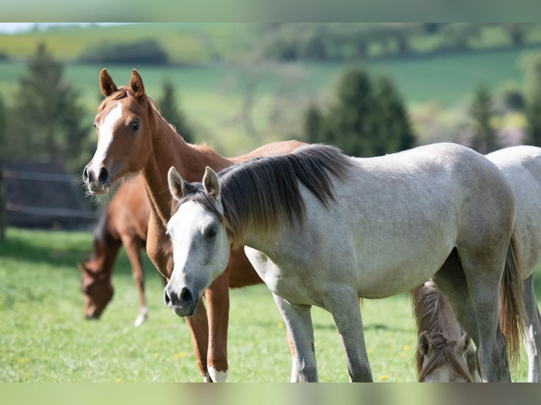Arabian horses Mare 1 year 15 hh Grey in Gemünden (Felda)