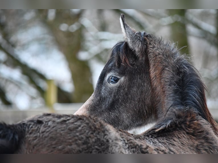 Arabian horses Mare 1 year 15 hh Grey in Reichshof