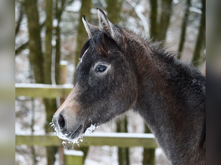 Arabian horses Mare 1 year 15 hh Grey in Reichshof