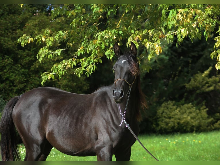 Arabian horses Mare 1 year 15,1 hh Black in Santok