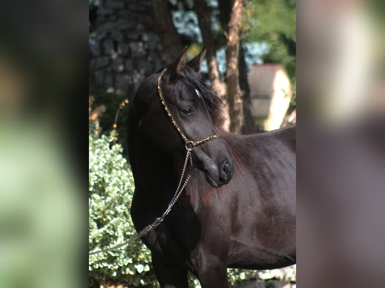 Arabian horses Mare 1 year 15,1 hh Black in Santok