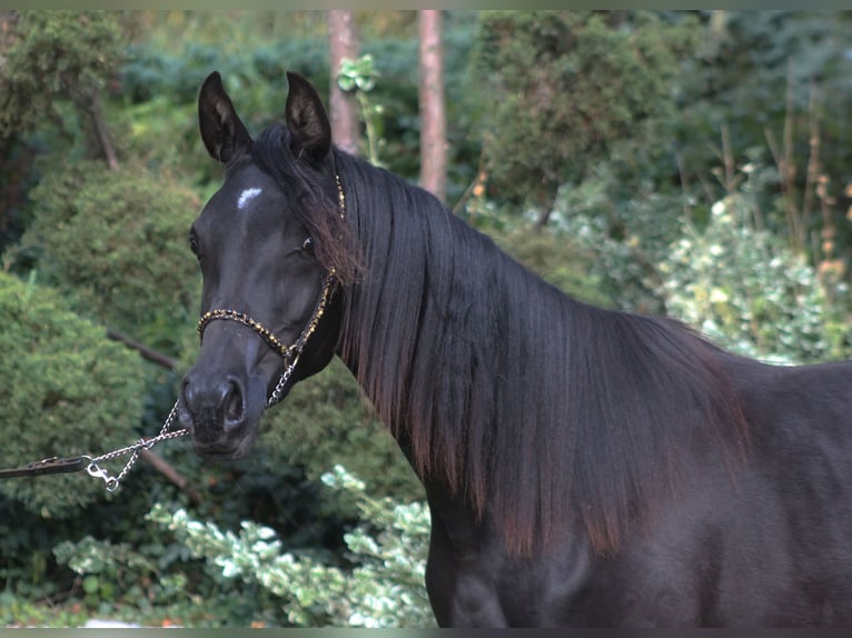 Arabian horses Mare 1 year 15,1 hh Black in Santok