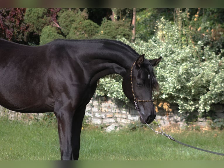 Arabian horses Mare 1 year 15,1 hh Black in Santok
