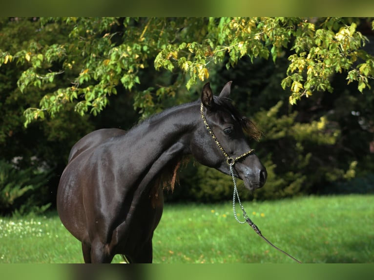 Arabian horses Mare 1 year 15,1 hh Black in Santok