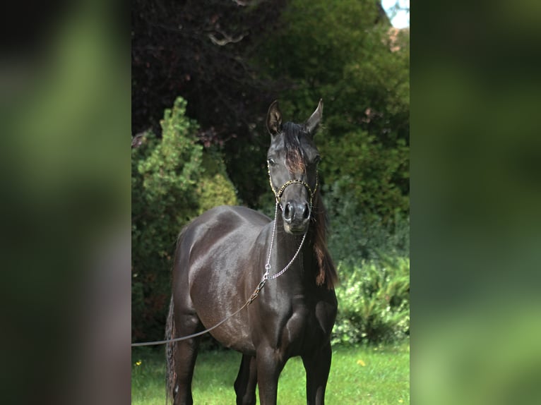 Arabian horses Mare 1 year 15,1 hh Black in Santok
