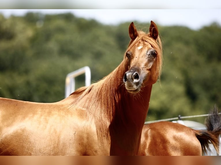 Arabian horses Mare 1 year 15,1 hh Brown in Leutershausen