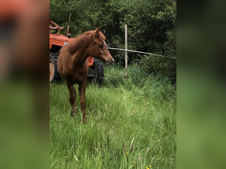 Arabian horses Mare 1 year 15,1 hh Chestnut-Red in Arenrath