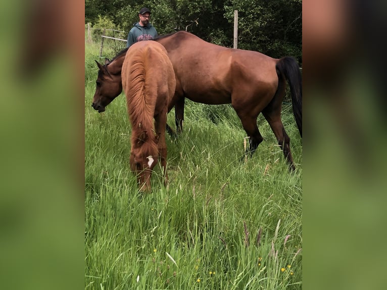 Arabian horses Mare 1 year 15,1 hh Chestnut-Red in Arenrath