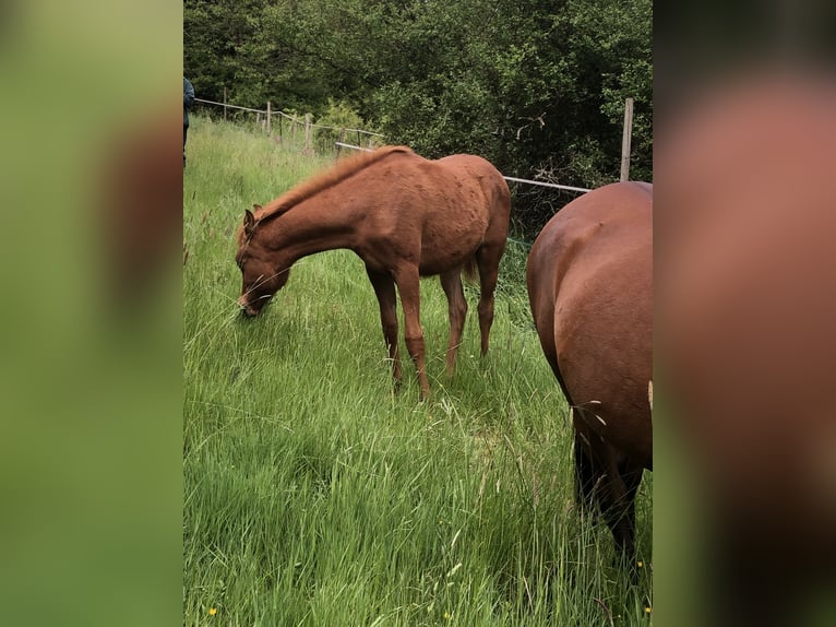 Arabian horses Mare 1 year 15,1 hh Chestnut-Red in Arenrath