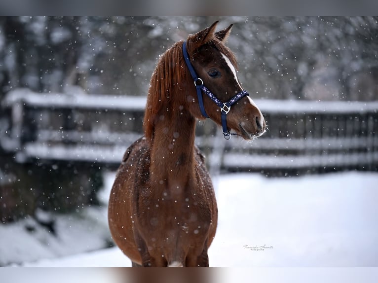 Arabian horses Mare 1 year 15,1 hh Chestnut-Red in Kirchzell