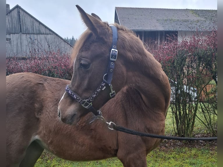 Arabian horses Mare 1 year 15,1 hh Chestnut-Red in Kirchzell