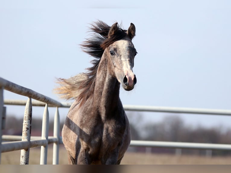 Arabian horses Mare 1 year 15,1 hh Grey in Strykow